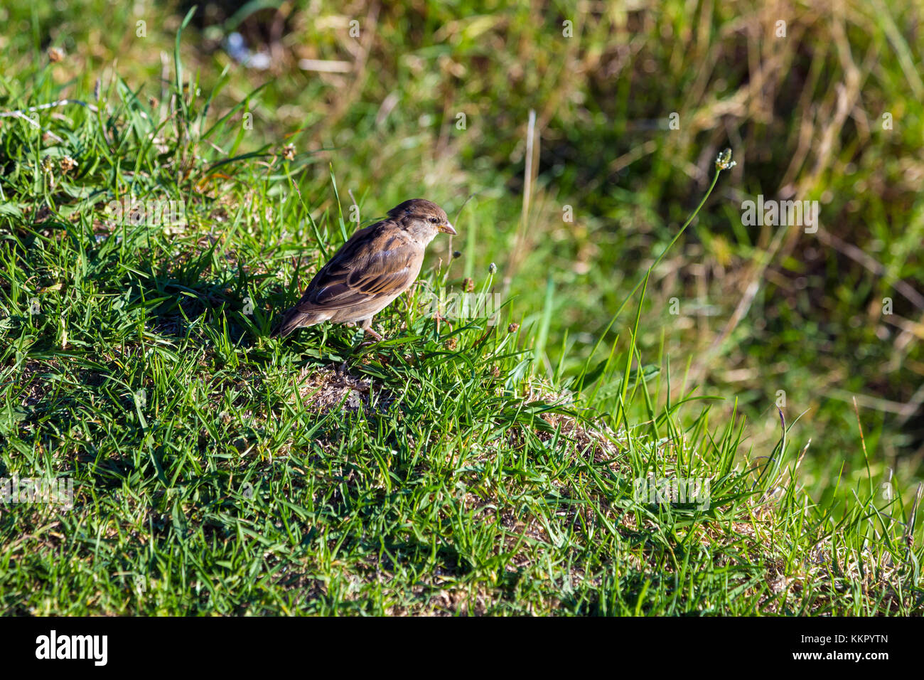 A sparrow sitting in the grass on Mount Victoria, Devonport, Auckland, New Zealand Stock Photo
