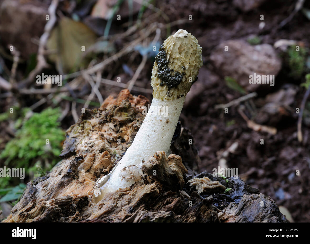 Stinkhorn Fungus - Phallus impudicus  growing on rotting wood Stock Photo