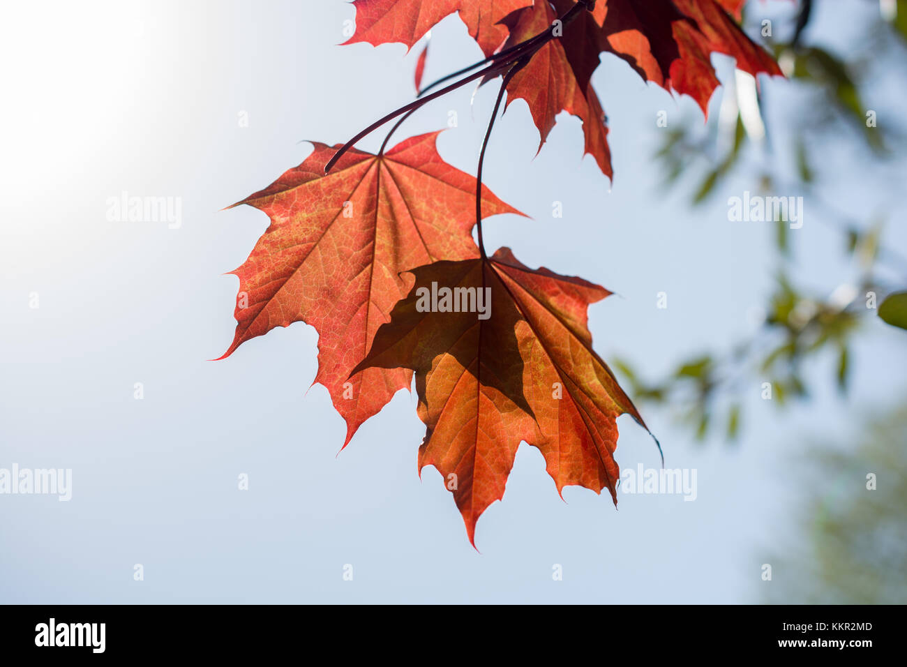 Beautiful dry leaves as an autumn background Stock Photo - Alamy