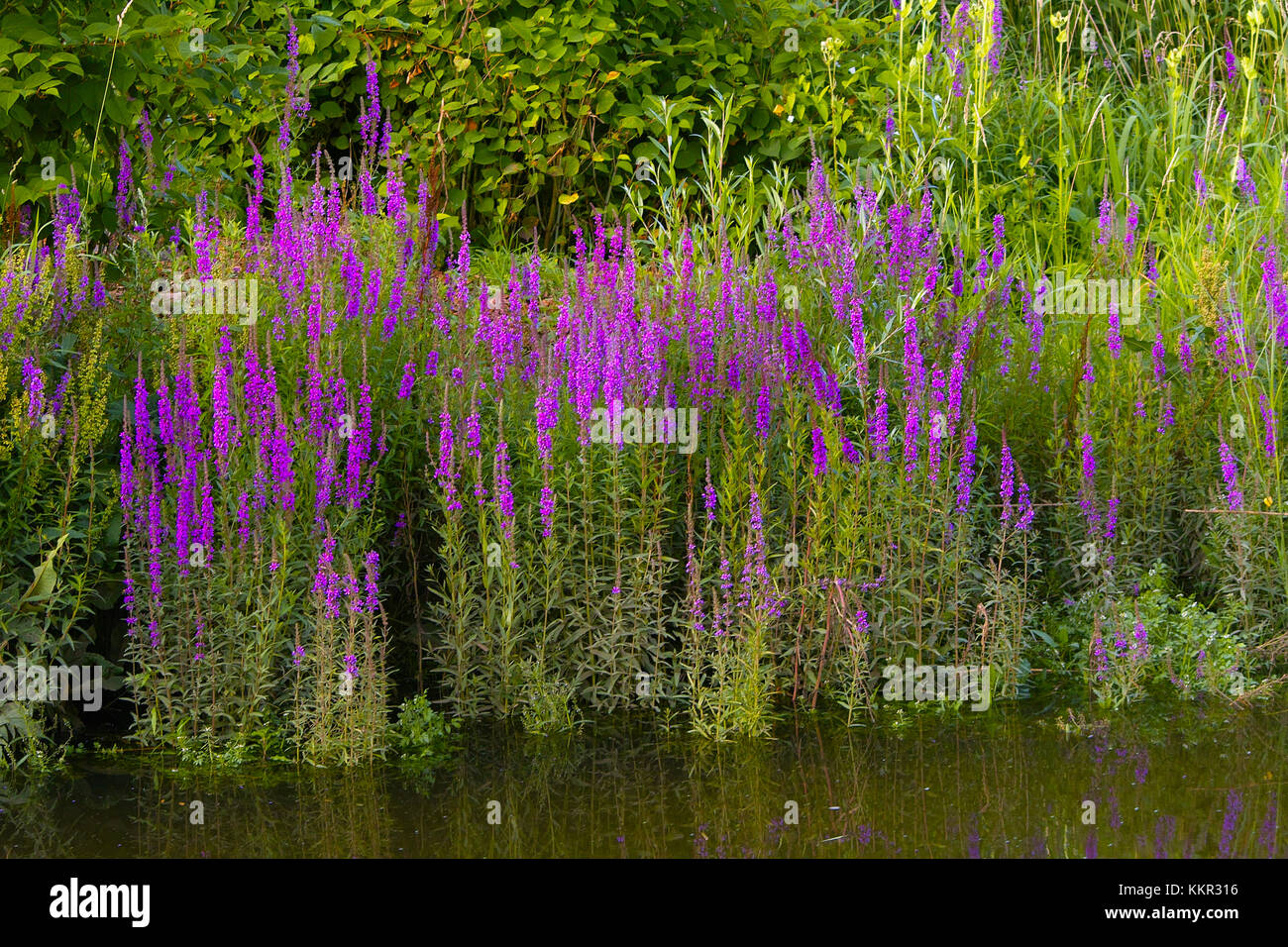 Pink flowers of blooming Purple Loosestrife, also called Spiked Loosestrife (Lythrum salicaria) on the rivers shoreline Stock Photo