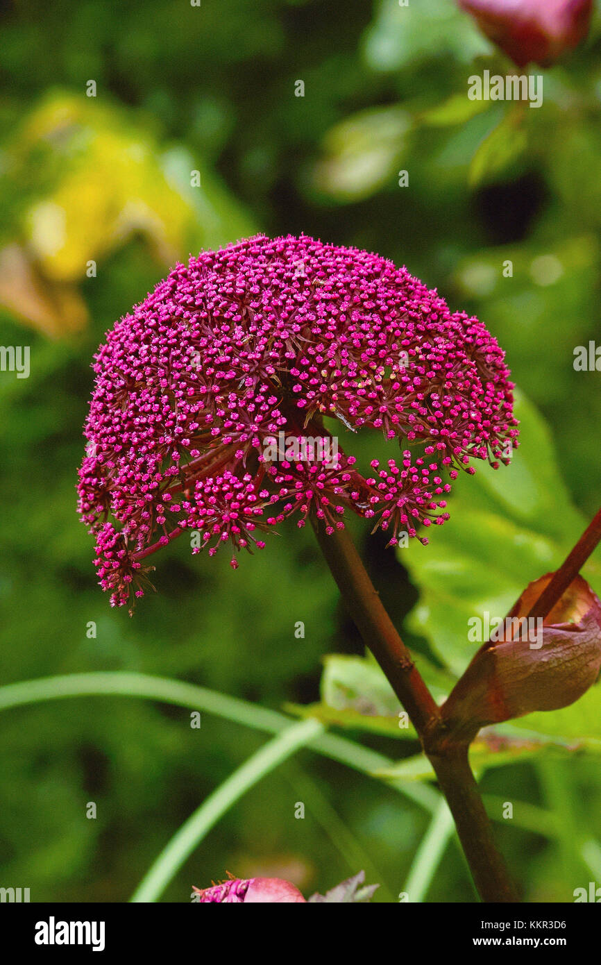 Burgundy red flowers of Giant Korean Angelica also called Purple Parsnip (Angelica gigas) in a border Stock Photo