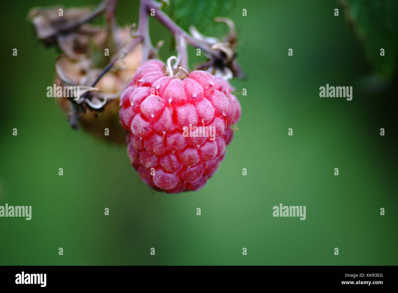 Close-up of a bulging and ripe red raspberry hanging on a raspberry shrub. Stock Photo