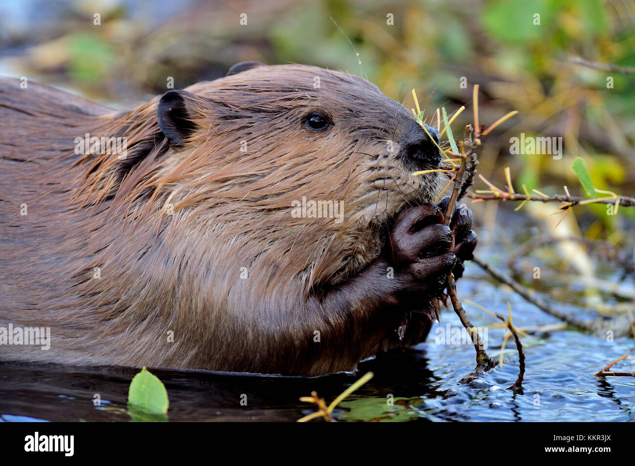 An adult beaver  'Castor canadenis'; feeding on sone tiny branches that he is holding between ths paws. Stock Photo
