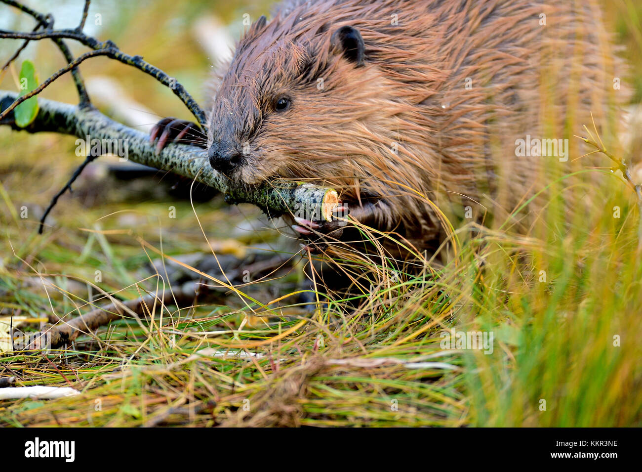 An close up image of an adult beaver  'Castor canadenis'; feeding on some branches that he is holding between ths paws. Stock Photo