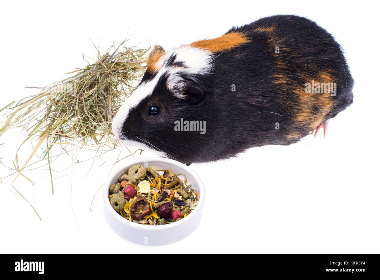 Food for domestic guinea pigs Stock Photo - Alamy - Easy Food Introduction For Guinea Pigs