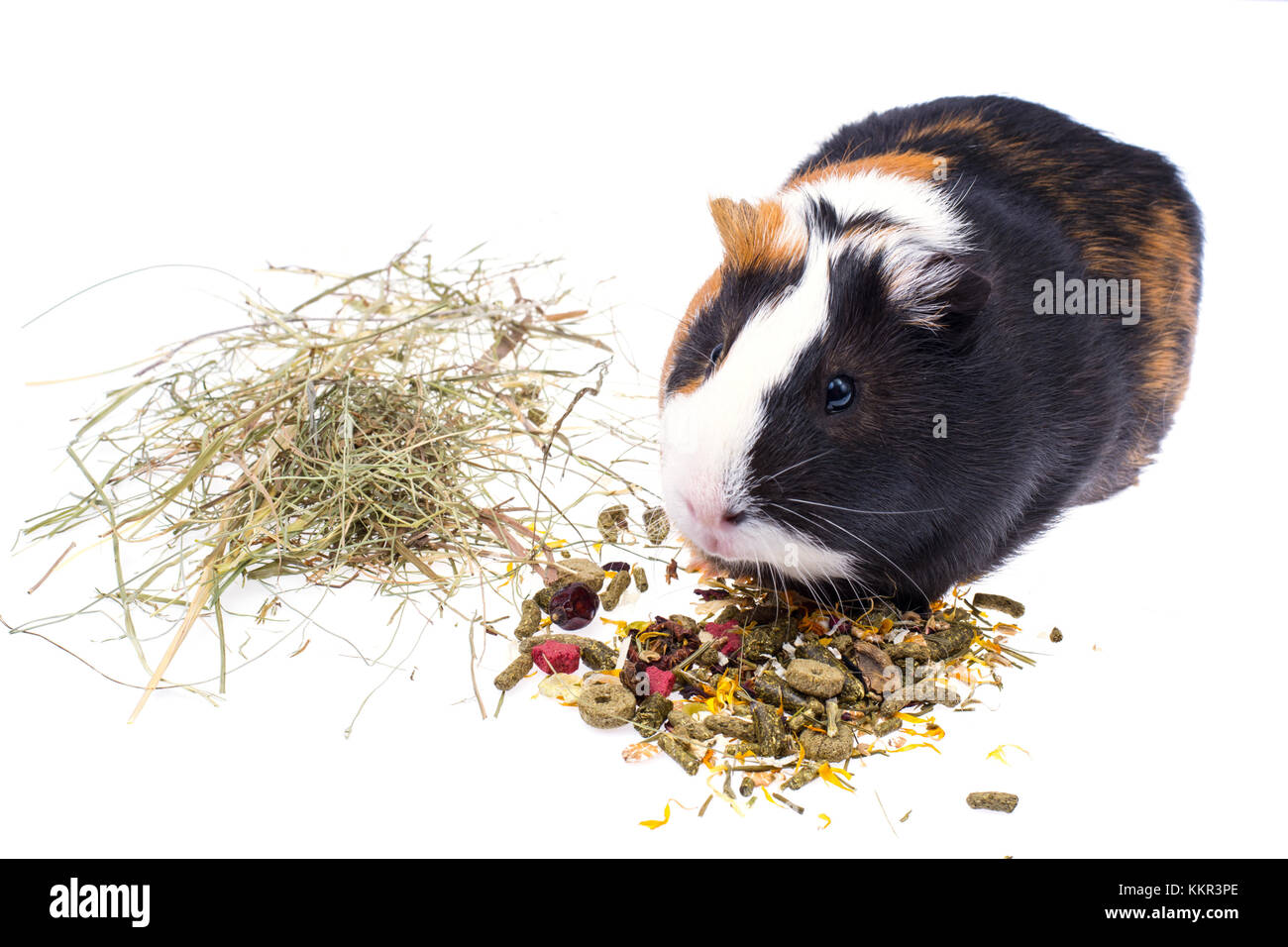 Domestic Animals Chart