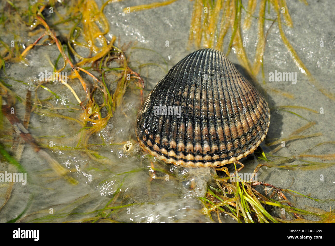 Clams british columbia hires stock photography and images Alamy
