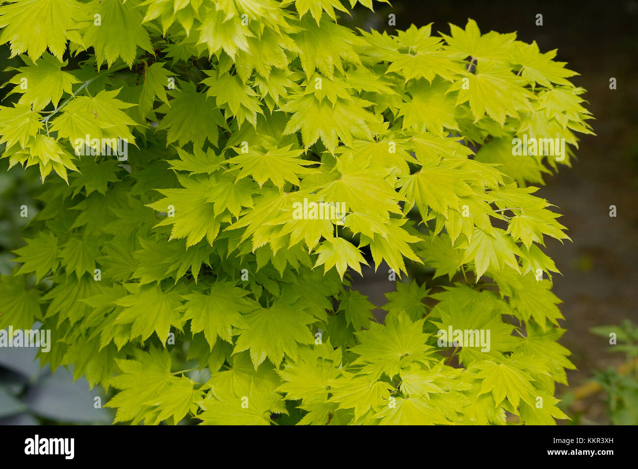 Yellow green leaves of a shrub called the Golden Shirasawa Maple also Golden Full Moon Maple (Acer shirasawanum Aureum syn. japonicum) Stock Photo