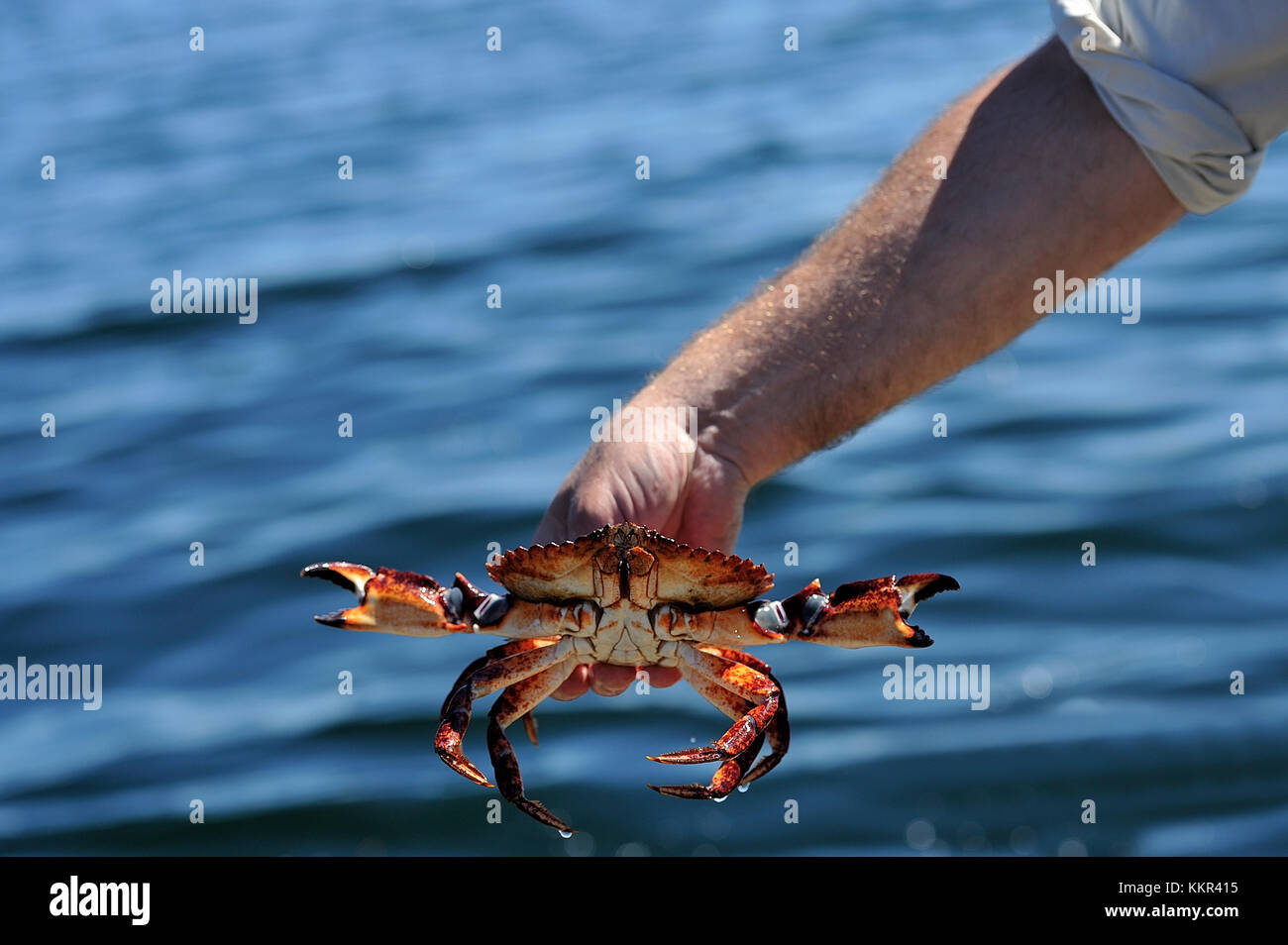 A Red Rock Crab (Cancer productus) being held after being caught in a crab trap off the coast of Vancouver Island, British Columbia,Canada. Stock Photo