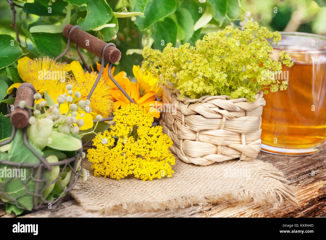 Plants with medicinal use hi-res stock photography and images - Alamy