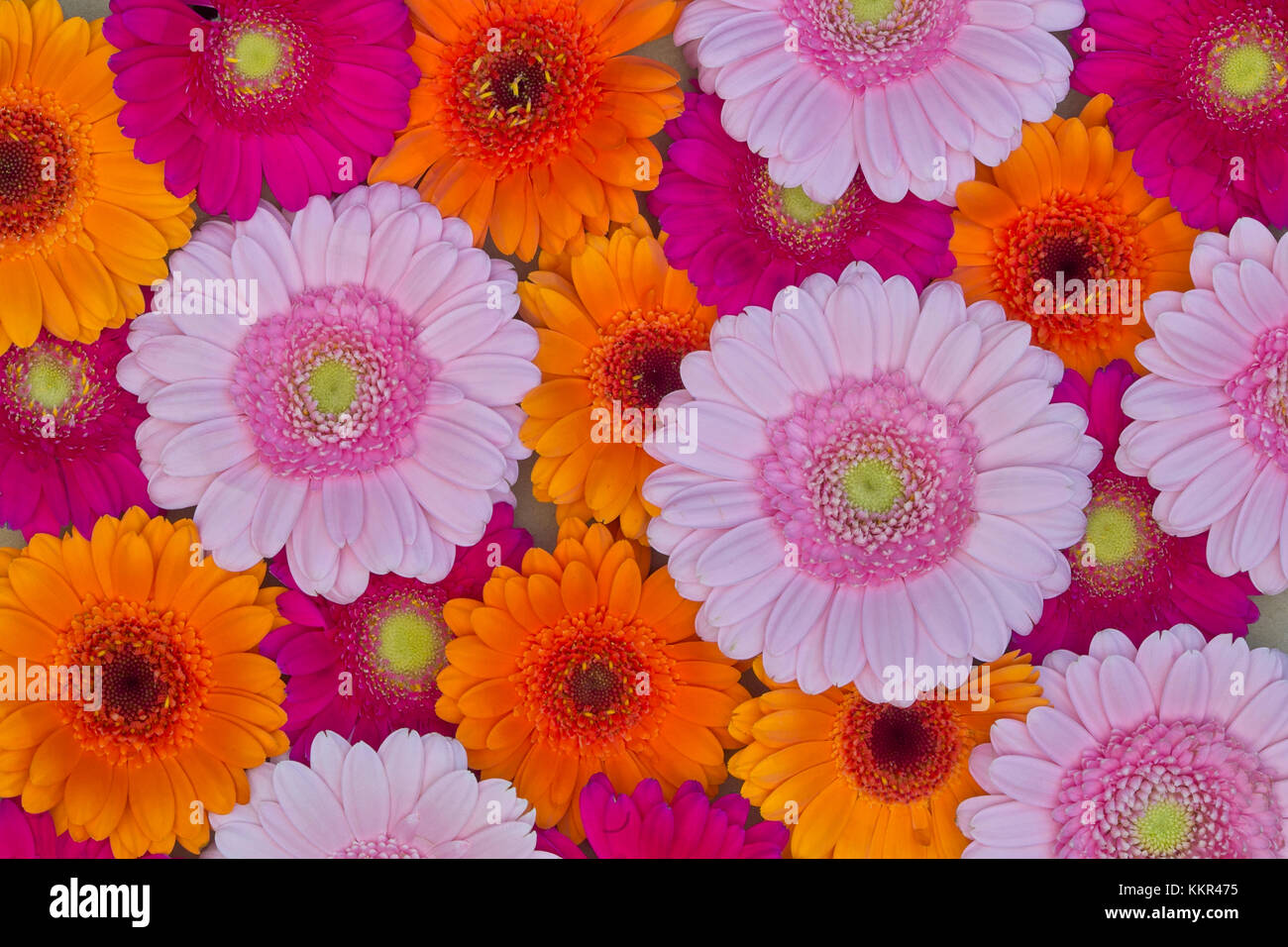 Beautiful seamless pattern of Gerbera Daisy flowers in differnt colors, background, texture Stock Photo