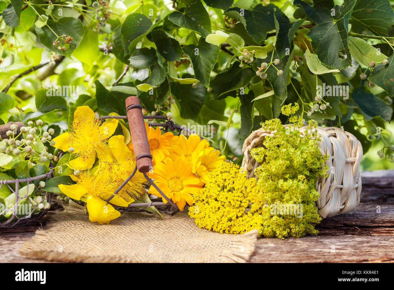 Plants with medicinal use hi-res stock photography and images - Alamy