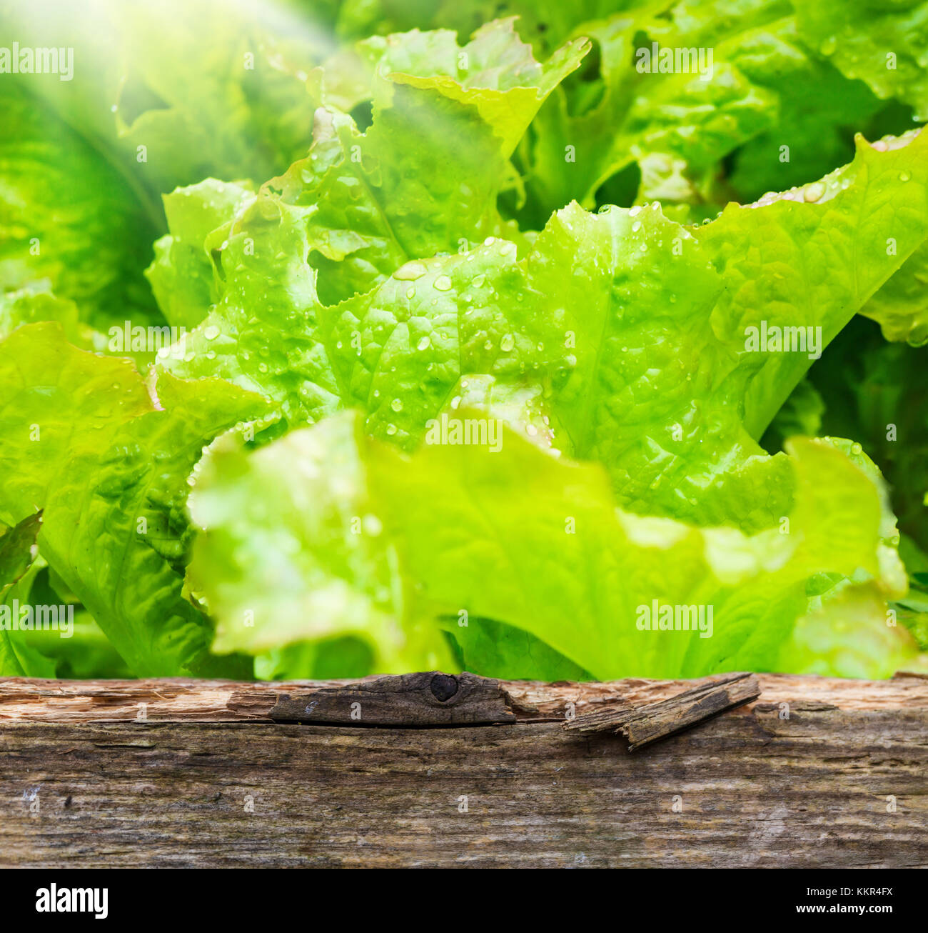 Lettuce, lettuce leaves in the raised bed Stock Photo Alamy