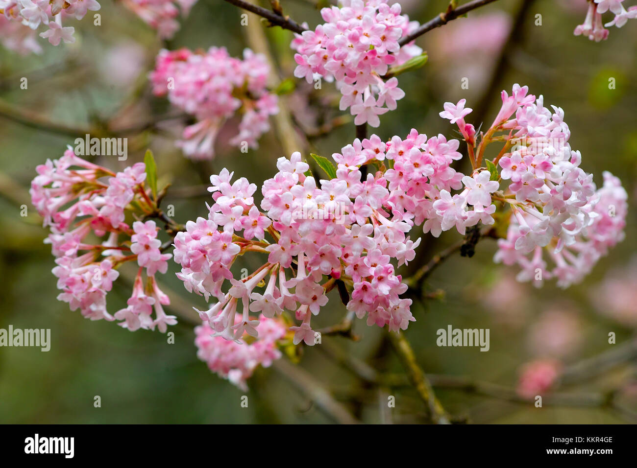 Pink blooming shrub with a abundance of flowers of the Arrowwood 'Dawn‘ in early spring (Viburnum x bodnantense), Knoops Park, Bremen, Germany Stock Photo