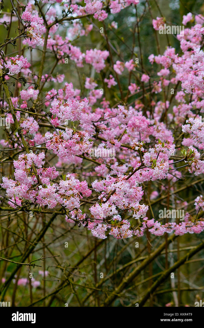 Pink blooming shrub with a abundance of flowers of the Arrowwood 'Dawn‘ in early spring (Viburnum x bodnantense), Knoops Park, Bremen, Germany Stock Photo