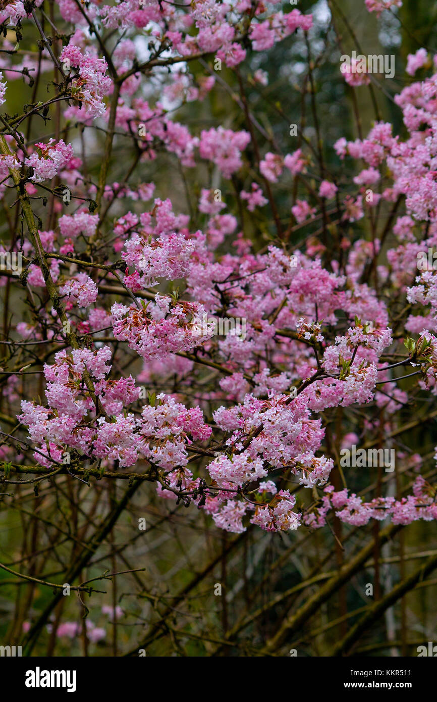 Pink blooming shrub with a abundance of flowers of the Arrowwood 'Dawn‘ in early spring (Viburnum x bodnantense), Knoops Park, Bremen, Germany Stock Photo