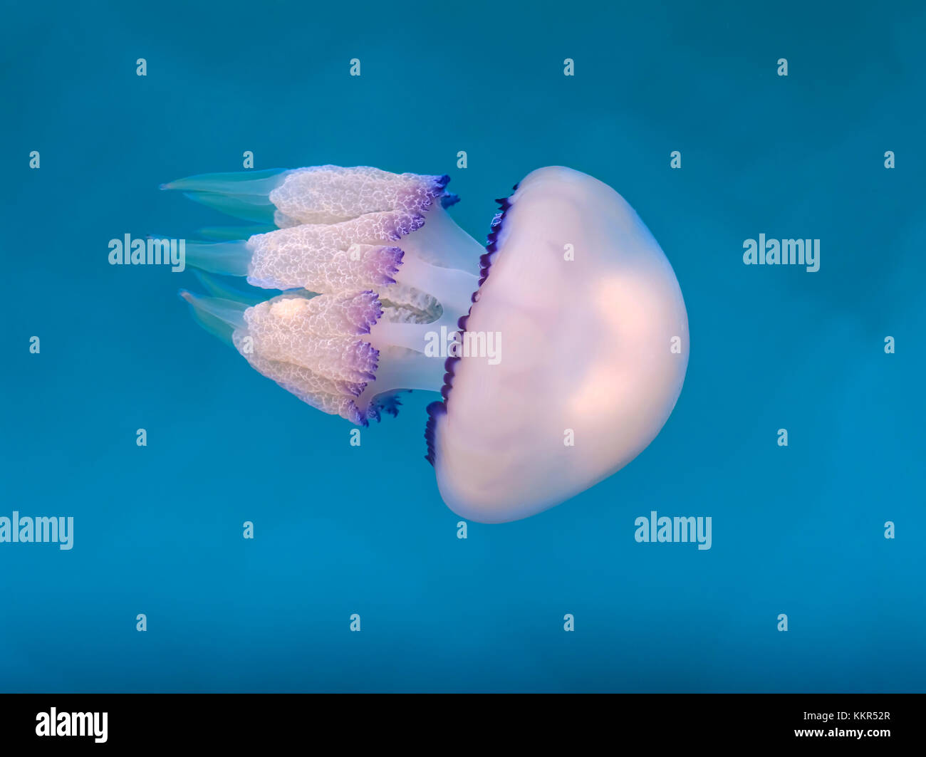 Rhizostoma octopus jellyfish in the water Stock Photo Alamy