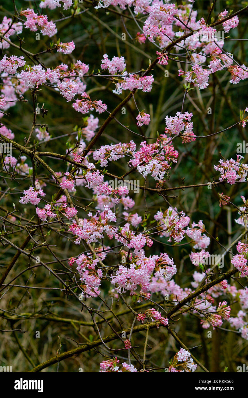 Pink blooming shrub with a abundance of flowers of the Arrowwood 'Dawn‘ in early spring (Viburnum x bodnantense), Knoops Park, Bremen, Germany Stock Photo