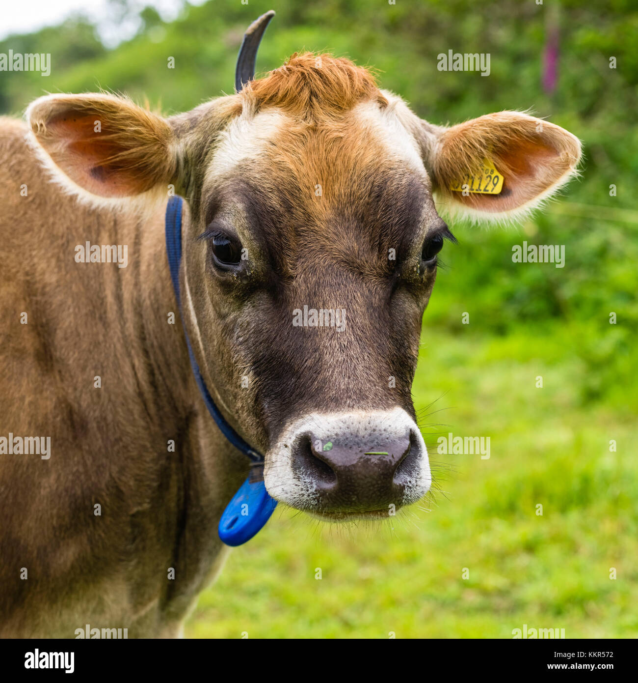 Cattle ears hi-res stock photography and images - Alamy