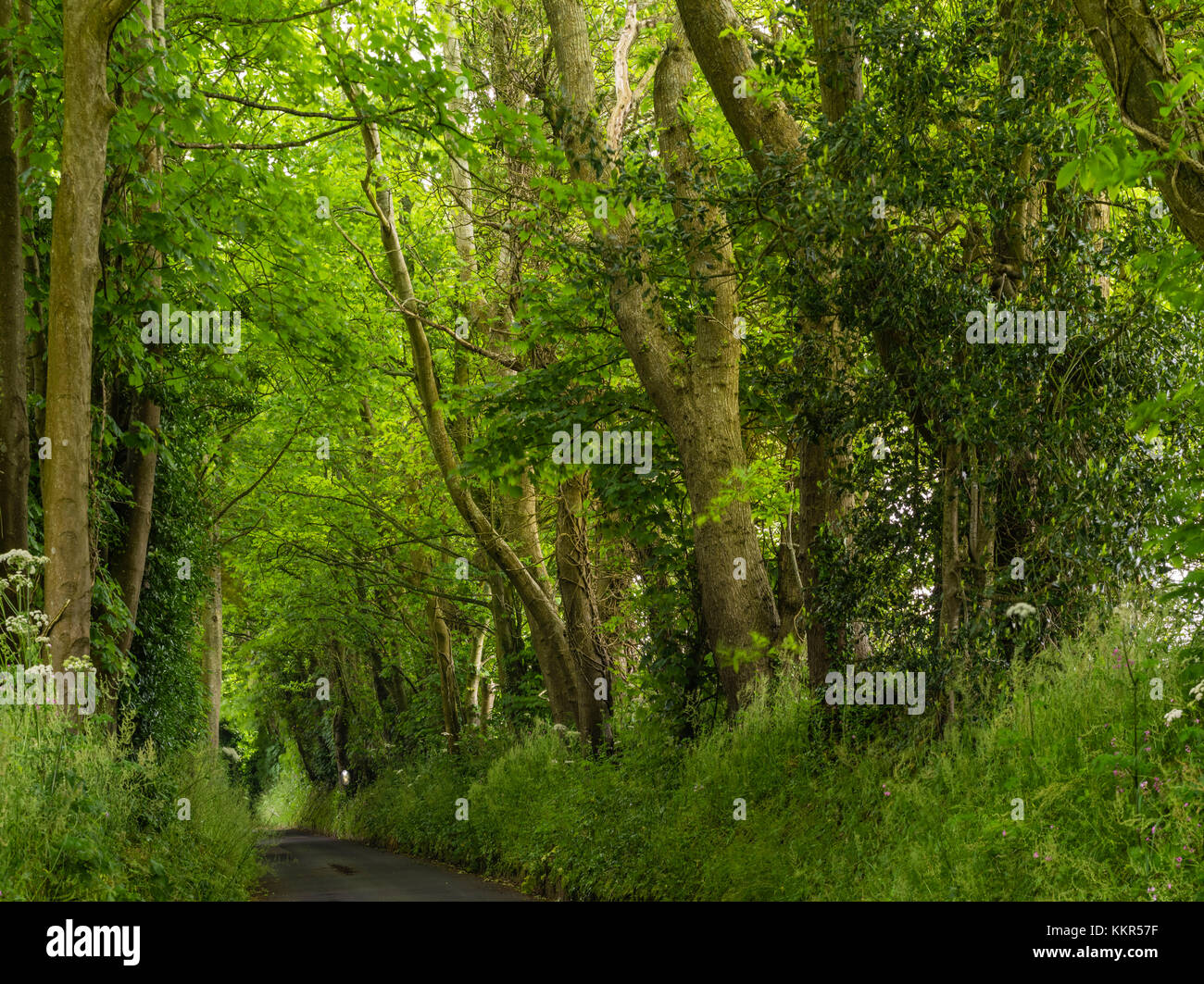 Green lane hires stock photography and images Alamy