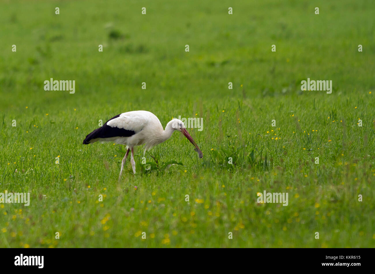 White stork with trapped mouse, Ciconia ciconia, Bad Aibling, Chiemgau, Bavaria, Germany Stock Photo