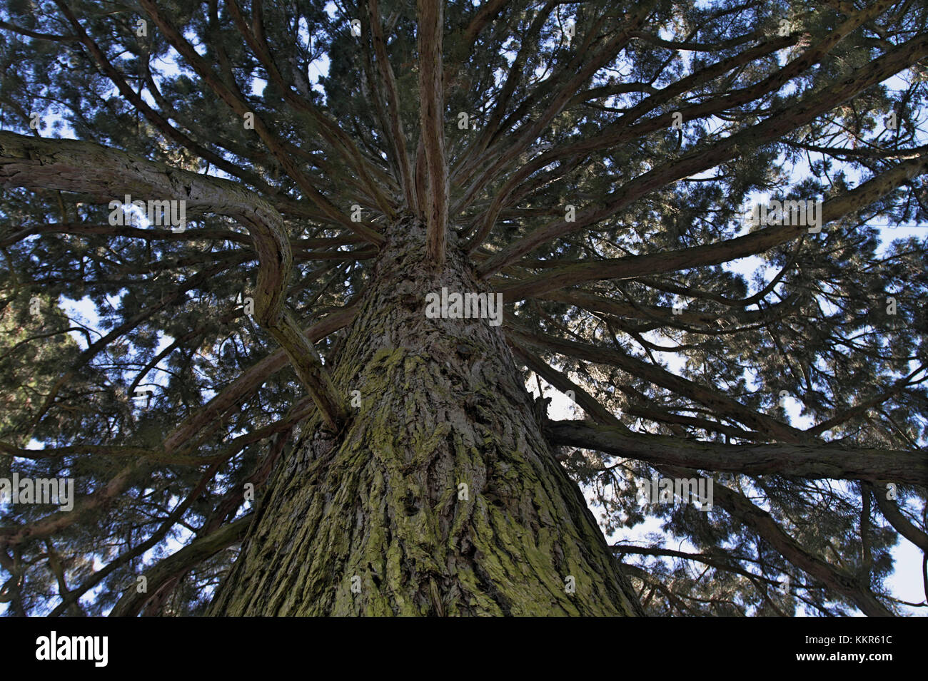 Gigantic sequoia, Sequoiadendron giganteum, island Mainau, Lake of Constance, Germany Stock Photo