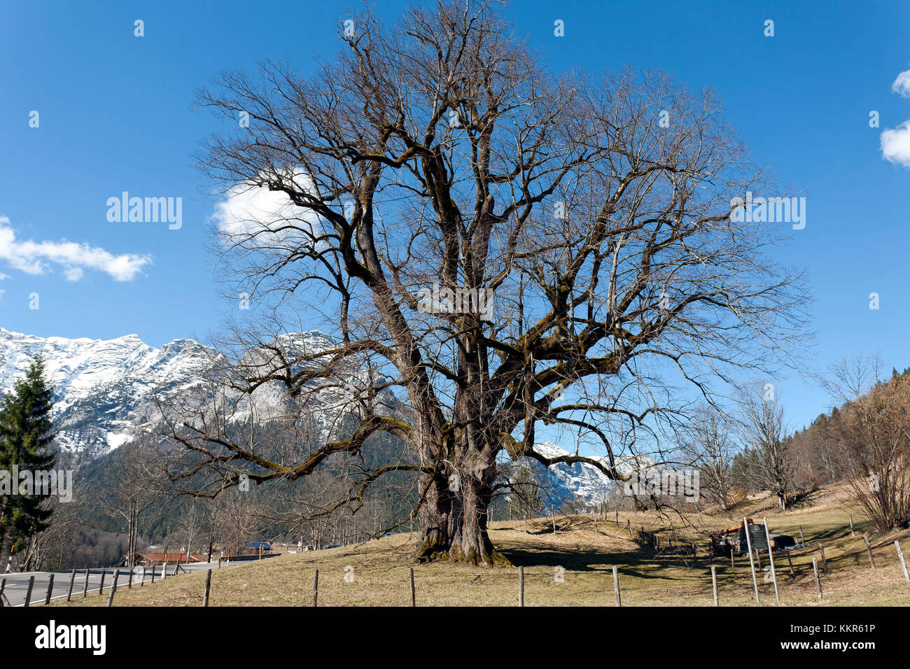 1000-year-old Hindenburglinde in the spring, summer lime-tree, Tilia platyphyllos, Taubensee, Ramsau, Berchtesgaden, Germany Stock Photo