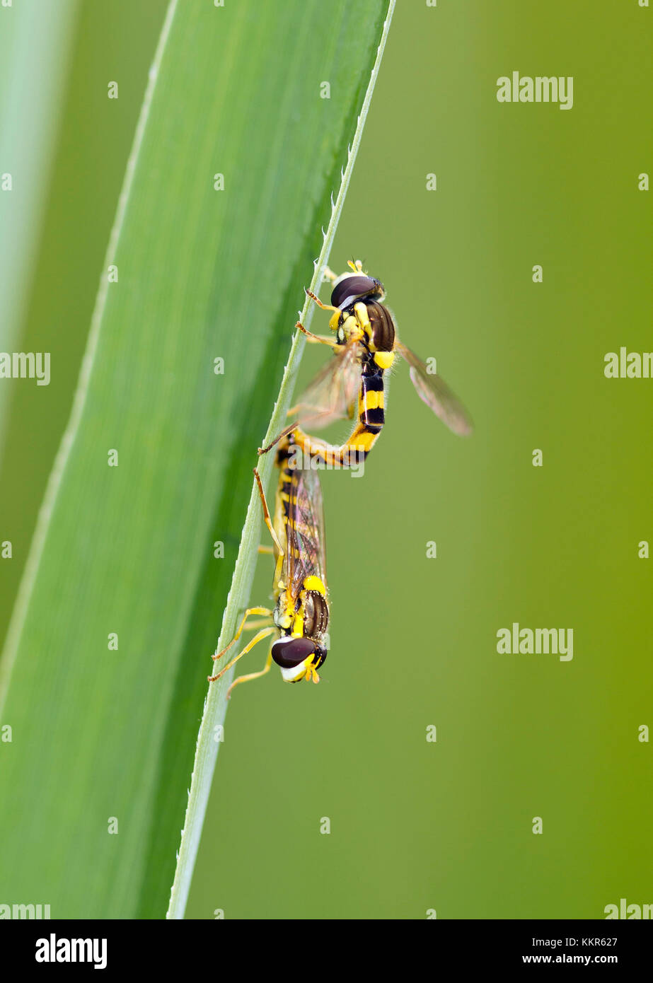 long hoverflies while mating, Sphaerophoria scripta, Murnau, Bavaria, Germany Stock Photo