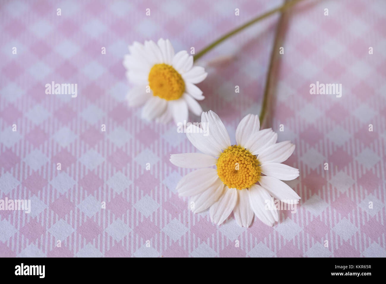 Two white flowers on pink checked underground, close up, still life Stock Photo