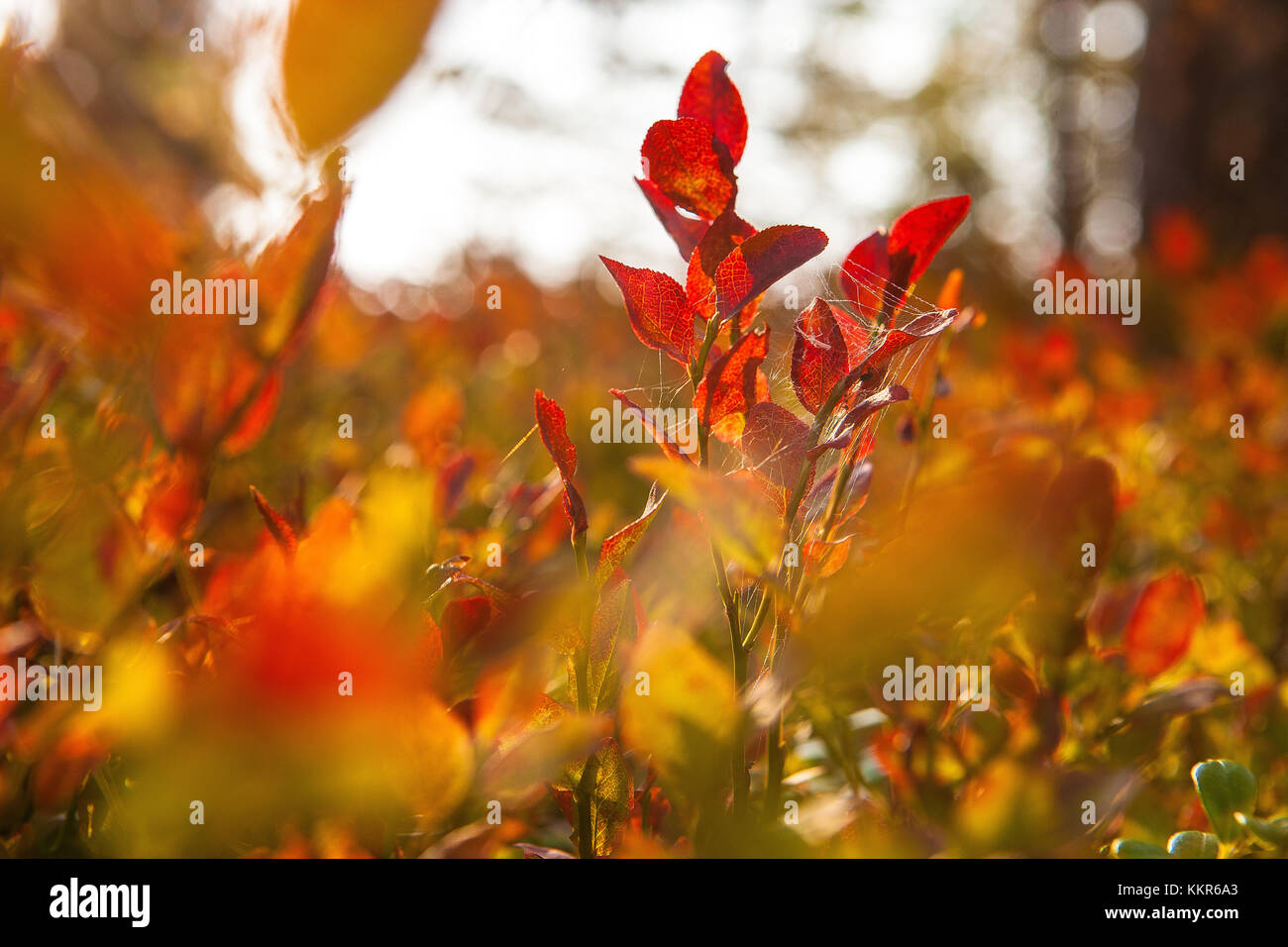 Autumn shrubs, Dalsland, Sweden Stock Photo