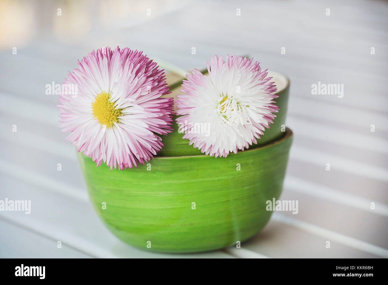 Daisy with double flowers in bowl, Bellis perennis, close up, still life Stock Photo