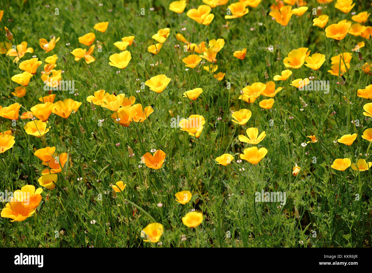 The bird's-eye view to a garden patch with a huge number of bright yellow poppy seed blossoms of California poppy. Stock Photo