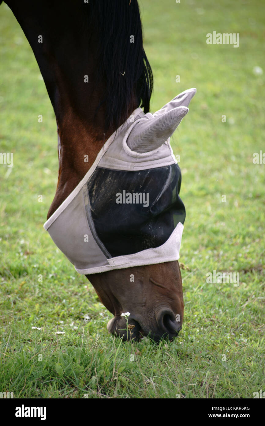 A horse with mask for protection against flys grazing on a pasture and eating grass. Stock Photo