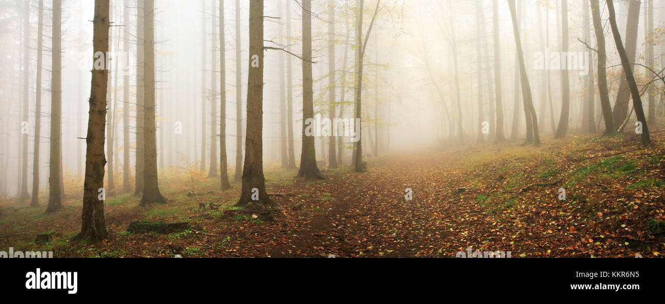 Forest in autumn, dense fog, Harz, Saxony-Anhalt, Germany Stock Photo