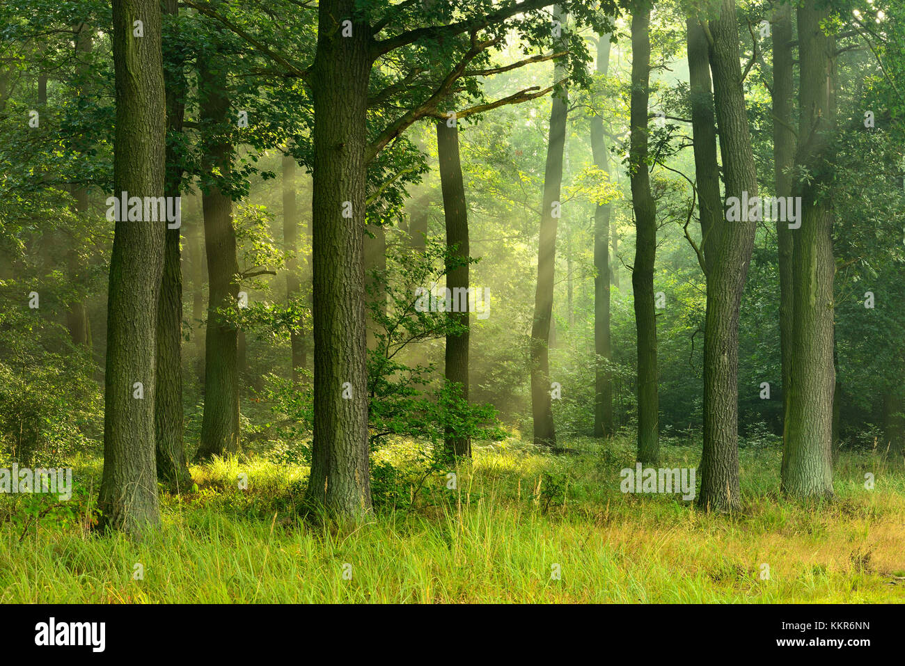 Close-to-nature oak wood flooded with light, Ziegelrodaer Forst, near Querfurt, Saxony-Anhalt, Germany Stock Photo