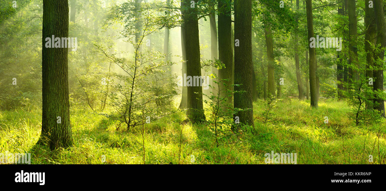 Close-to-nature oak wood flooded with light, Ziegelrodaer Forst, near Querfurt, Saxony-Anhalt, Germany Stock Photo
