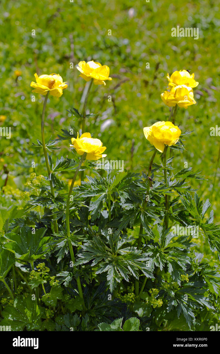 globe flowers, Trollius europaeus, Hohe Tauern, Carinthia, East Tyrol, Austria Stock Photo