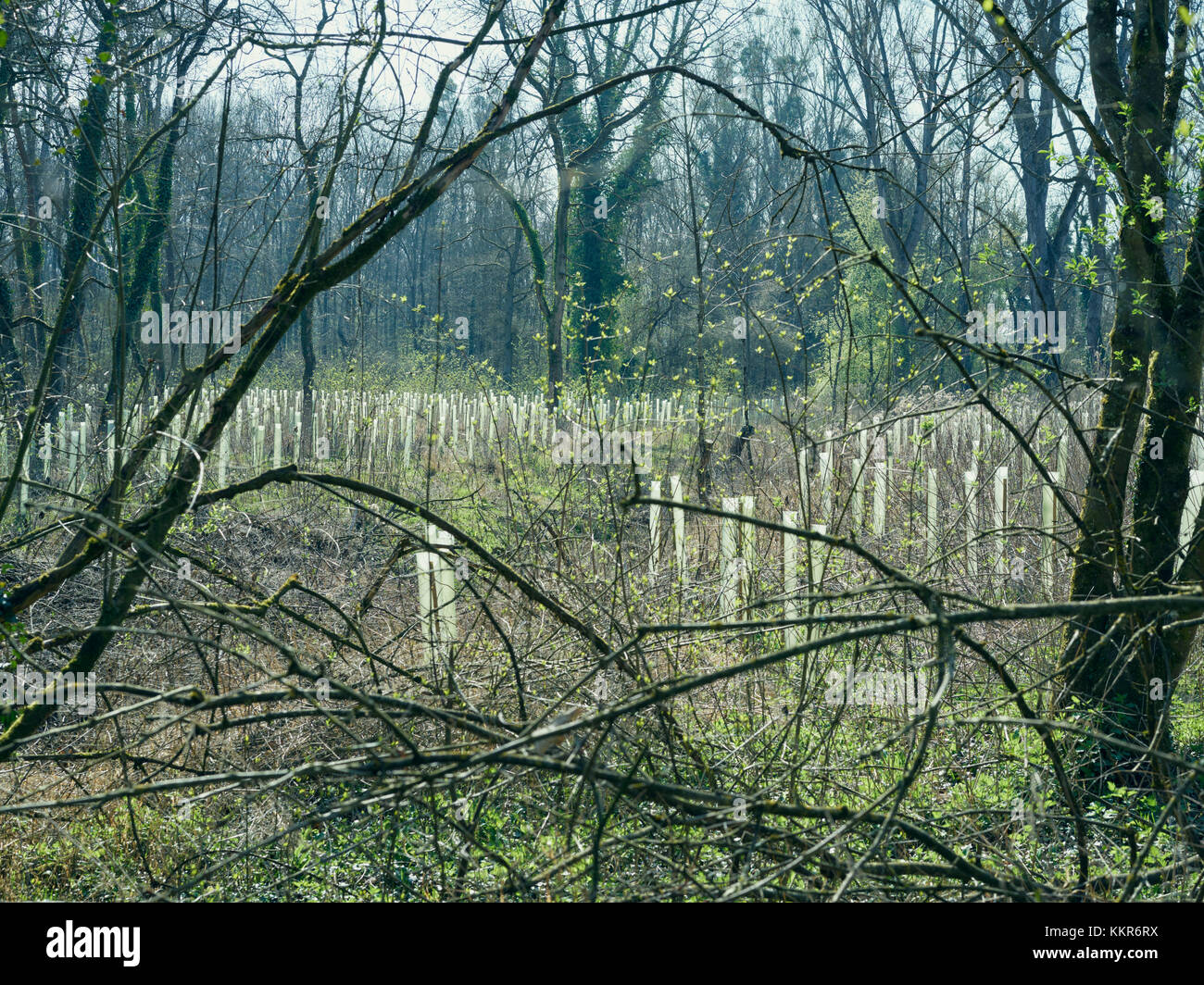 Many Tree Shelters For Young Trees And Branches In A Forest - 