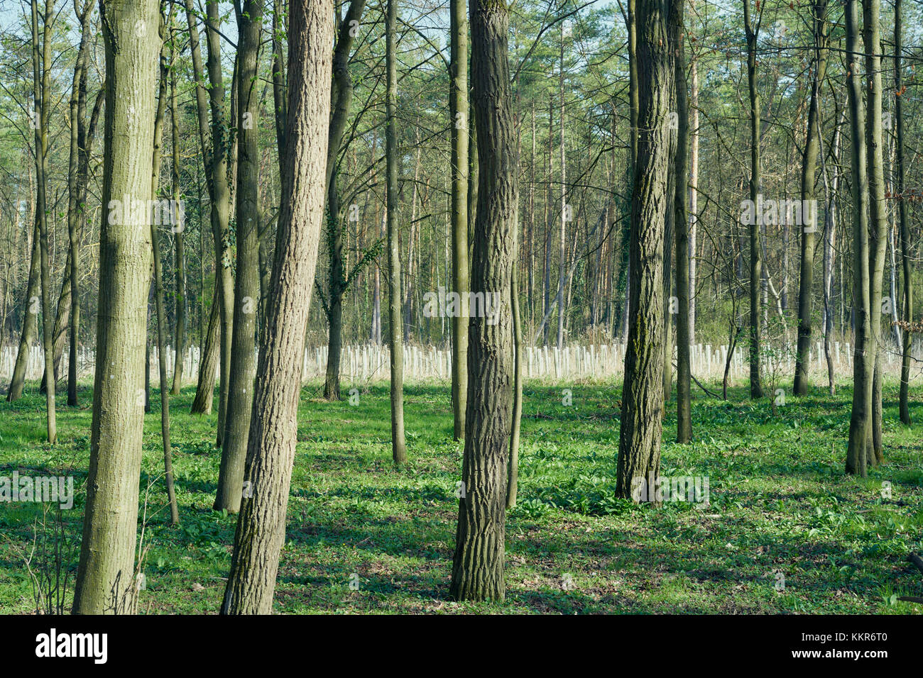 Trees, in the background many tree shelters for young trees, in a forest, with sun Stock Photo