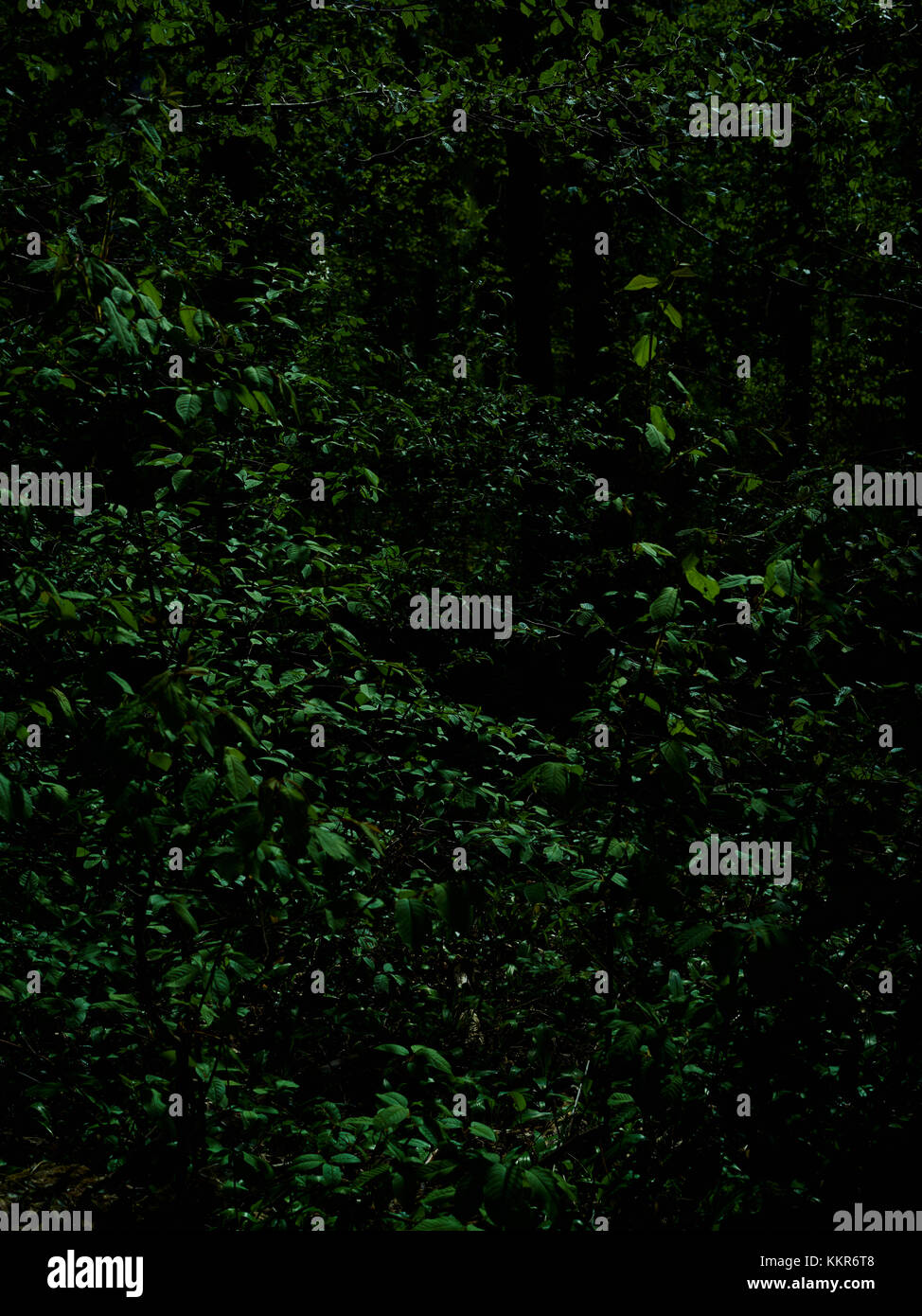 Deciduous forest with green leaves, dark, shady Stock Photo