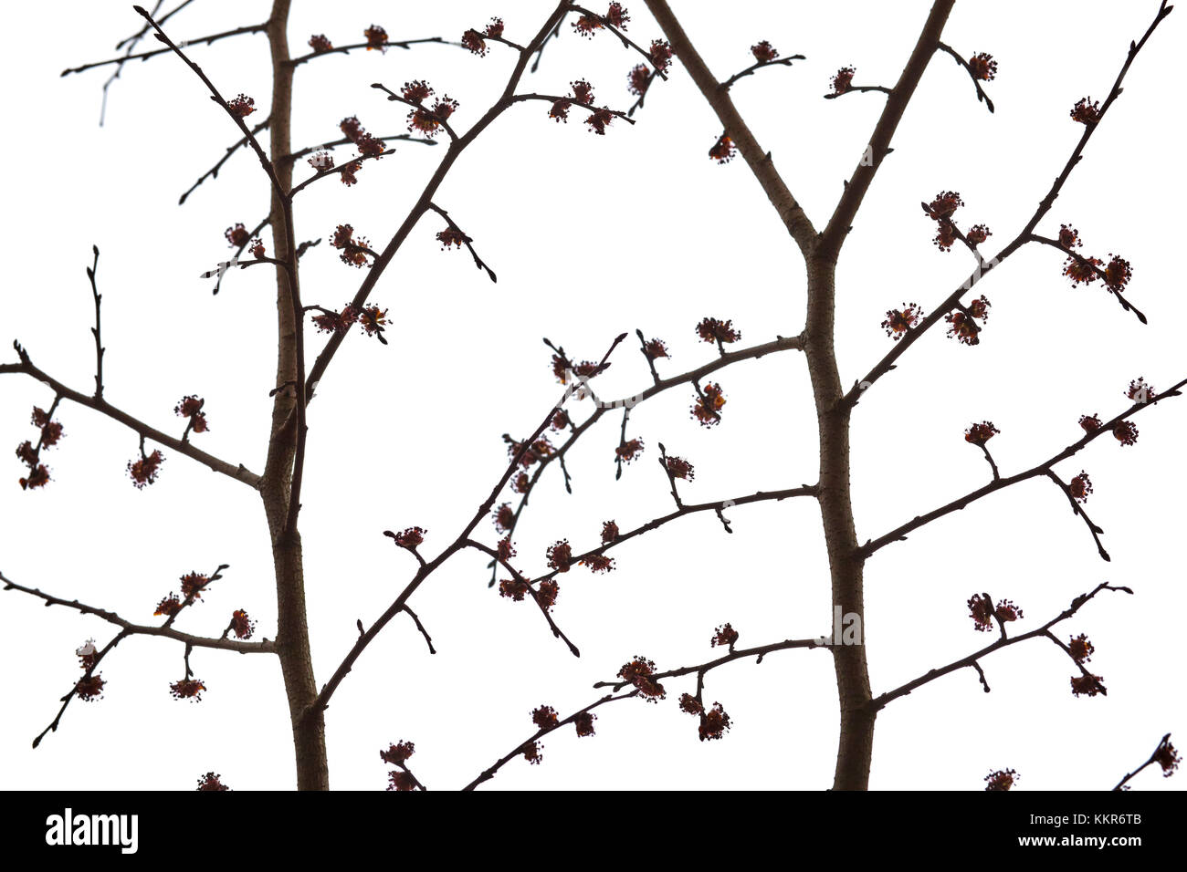 Branches and twigs in the back light as a silhouette on white background Stock Photo