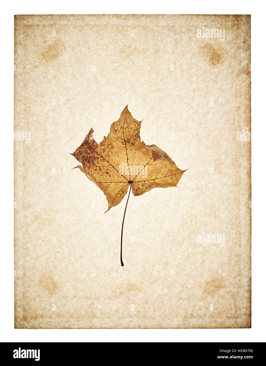 Maple leaf on yellowed paper, beige Stock Photo