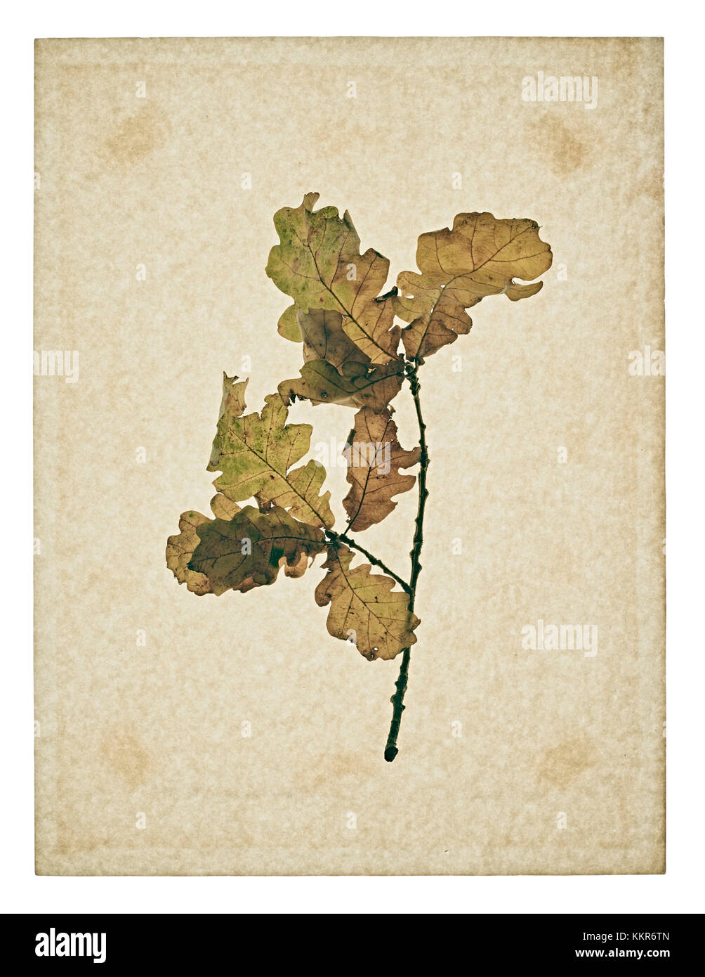 Oak leaf, many with stems on yellowed paper, beige Stock Photo