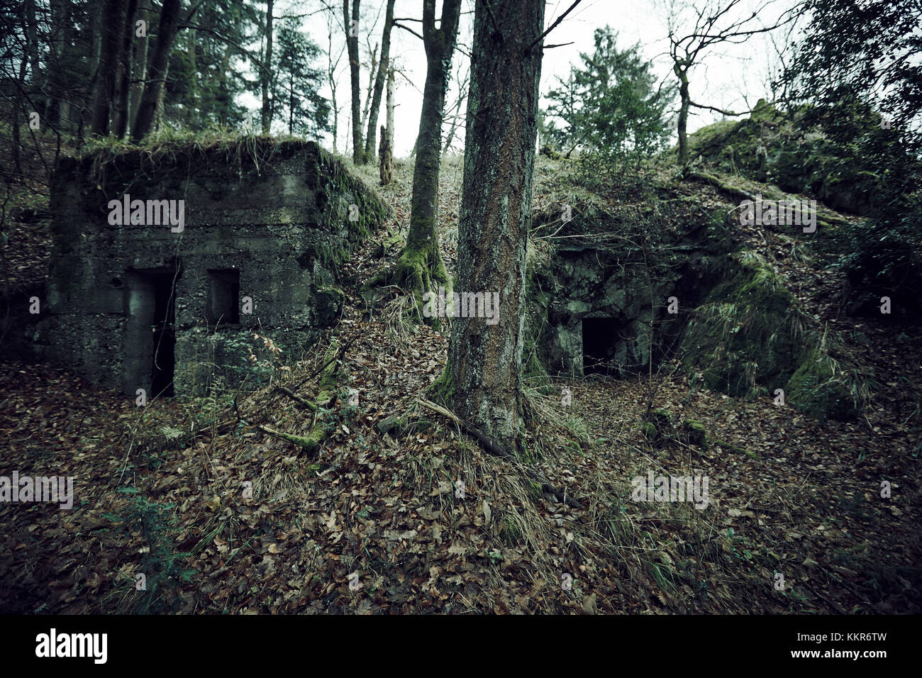 Remains of a bunker in a wood in winter in Alsace Stock Photo