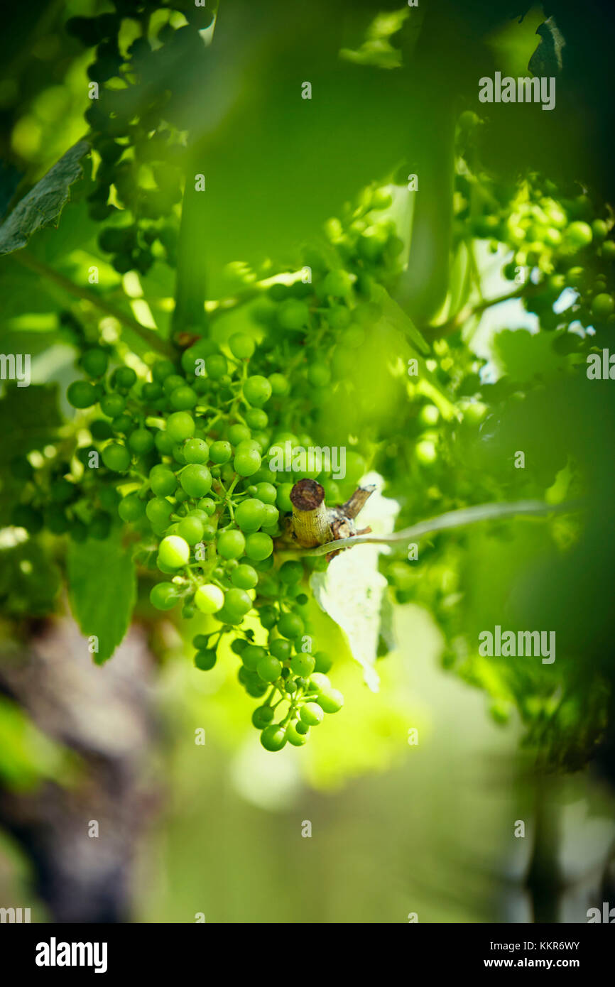 Unripe green grapes on the vine in the vineyard with the sun Stock Photo
