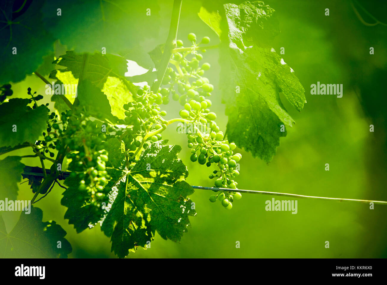 Unripe green grapes with wire on the vine in the vineyard with the sun Stock Photo