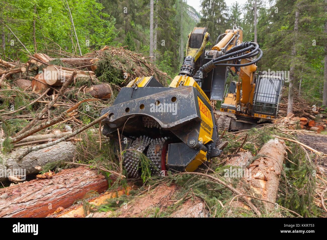 The work of the woodcutter has evolved. Today modern equipment are in the support in cutting the trunks and in their processing on site before shipment to the sawmill. Stock Photo