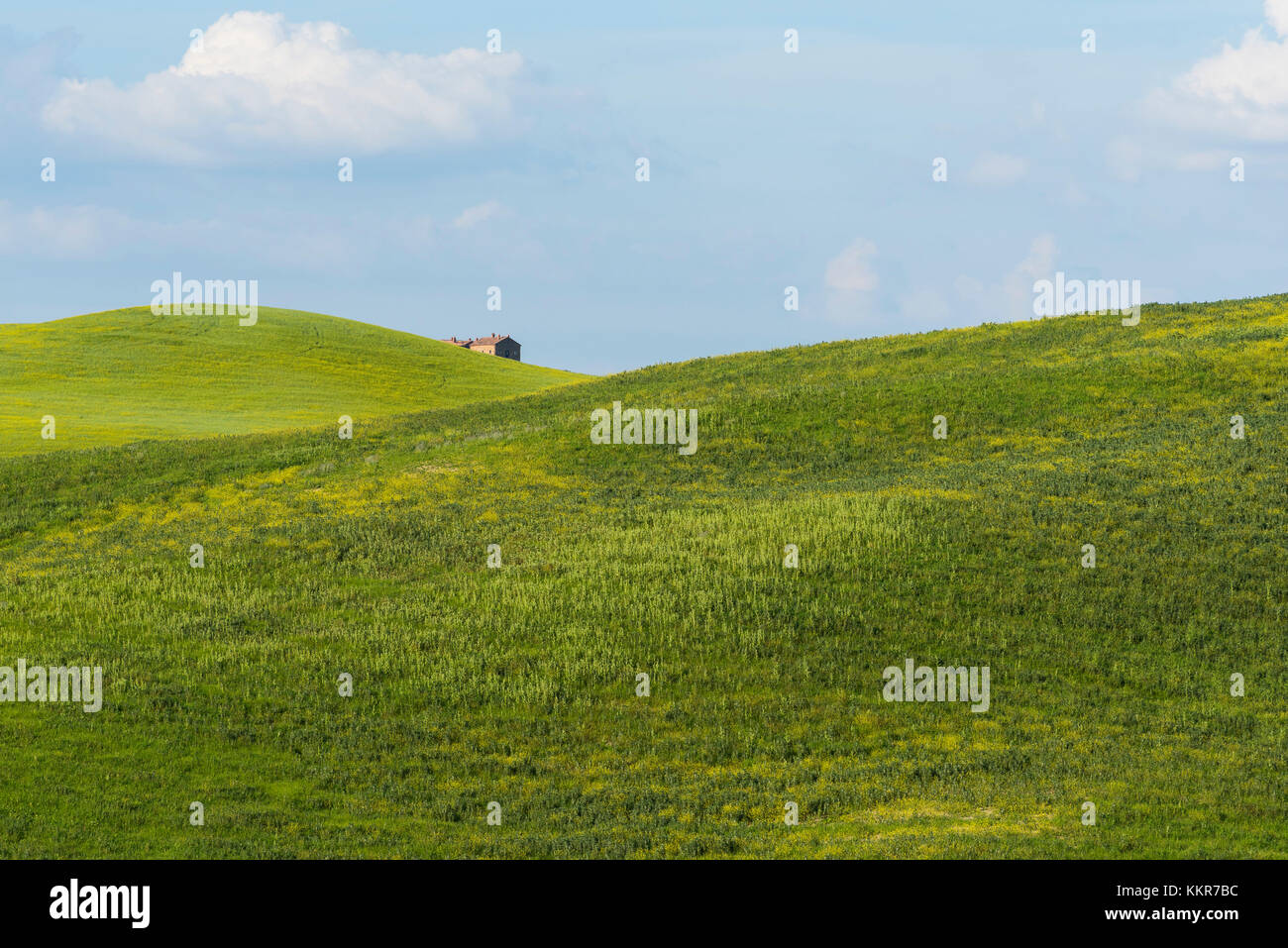 Val d'orcia,Siena province - Tuscany,Italy details of the Val d'orcia Stock Photo