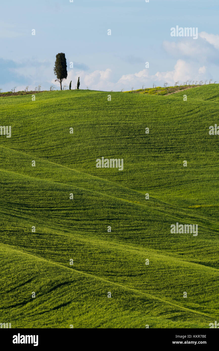 Val d'orcio, Siena province - Tuscany,Italy details of the Val d'orcia Stock Photo