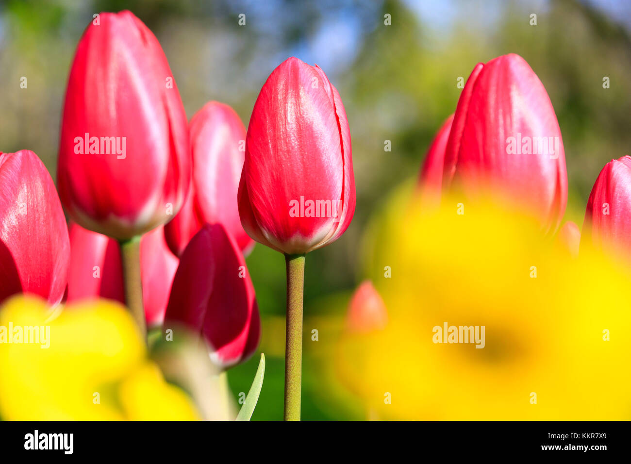 Close up of red tulips in bloom at the Keukenhof Botanical garden Lisse ...